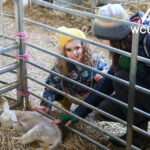Lambing