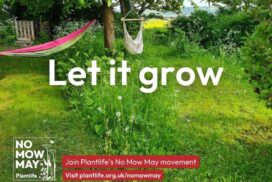 No Mow May