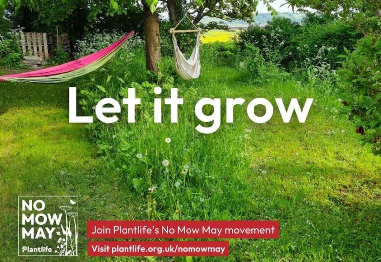 No Mow May