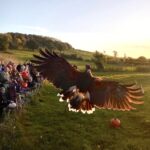 Bird of Prey Project