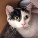 Cat inside a den