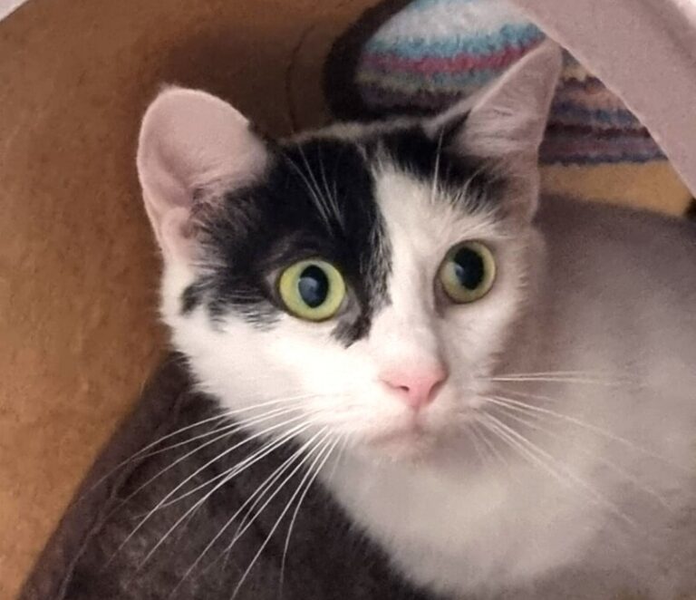 Cat inside a den