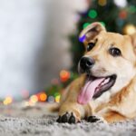 Bath Vets Christmas
