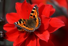 Butterfly Count