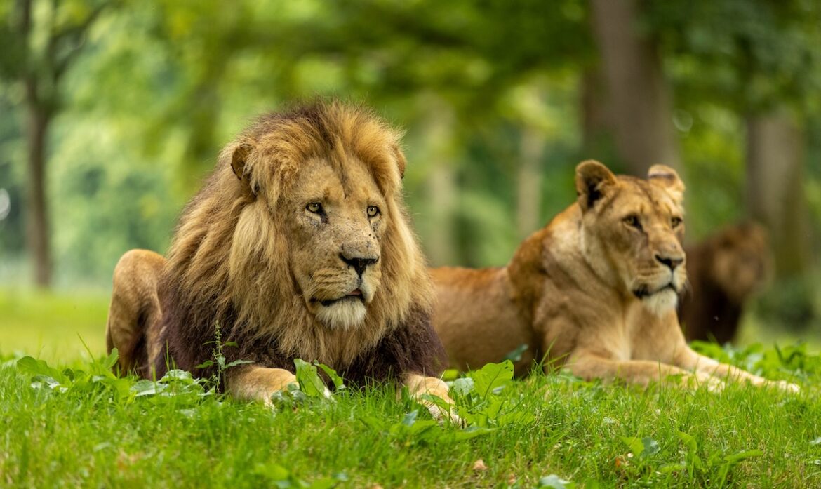 Longleat