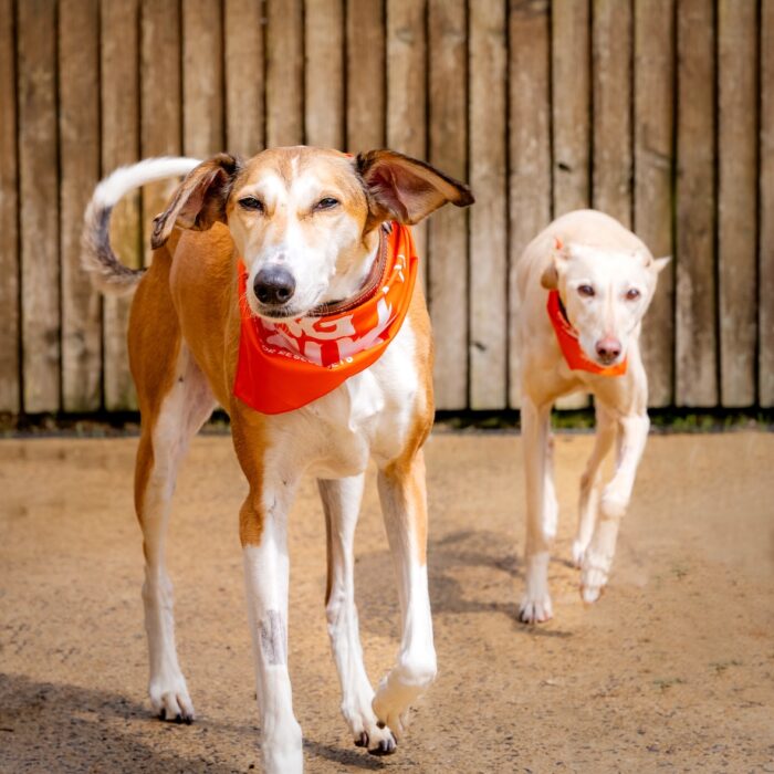 Poppy and genie a pair of bonded lurchers from bath cats and dogs home