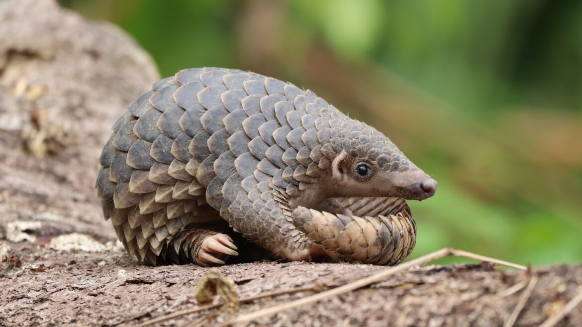 A,close up,of,a,juvenile,sunda,pangolin,curled,up,on