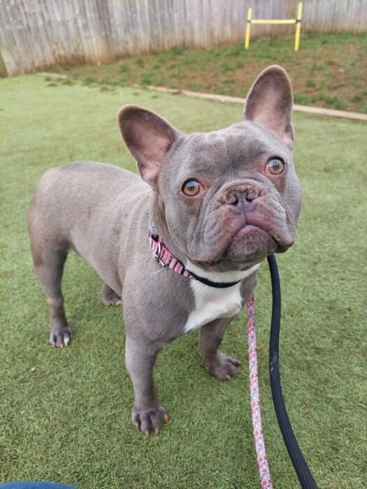 French bulldog, nana, from bath cats and dogs home is seeking her new forever home