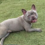 French bulldog, nana, relaxing in a paddock at bath cats and dogs home