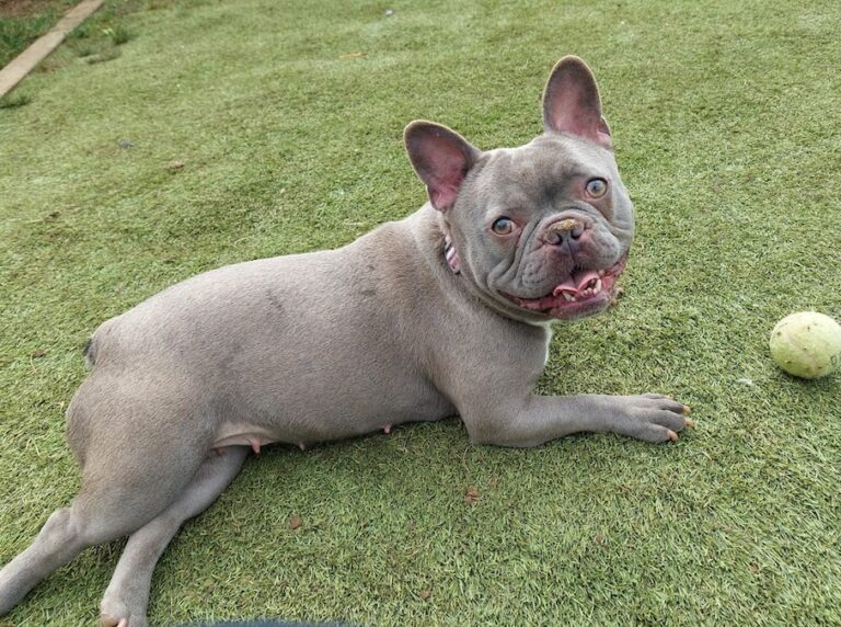 French bulldog, nana, relaxing in a paddock at bath cats and dogs home