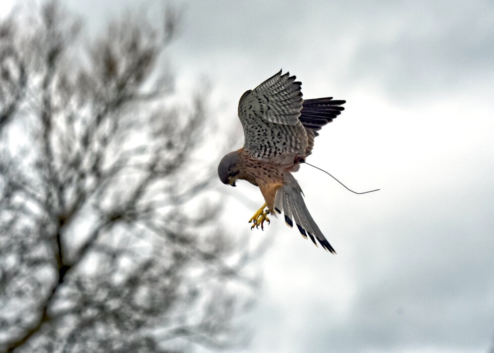 Discover The Bird of Prey Project in Wiltshire, where families can meet owls and hawks, try bird-flying experiences and join special wildlife events for children.