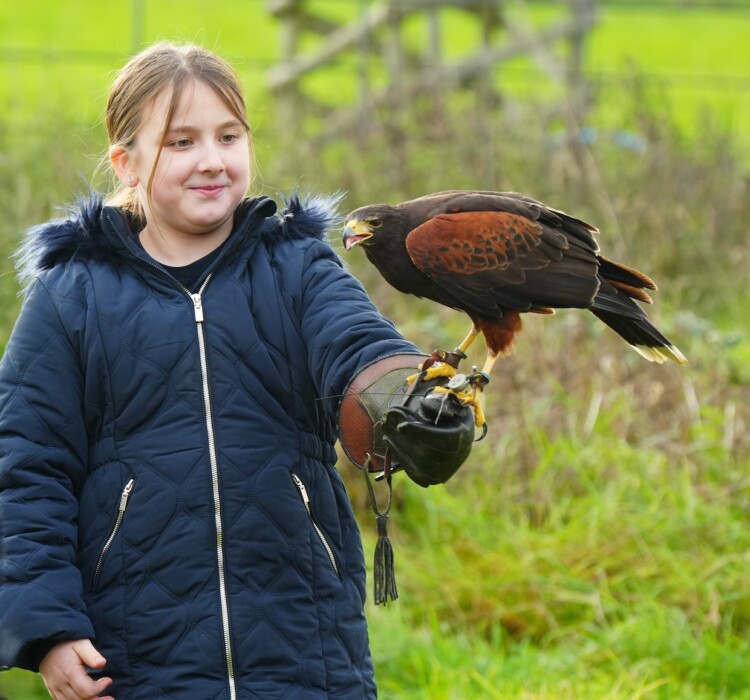 Discover The Bird of Prey Project in Wiltshire, where families can meet owls and hawks, try bird-flying experiences and join special wildlife events for children.