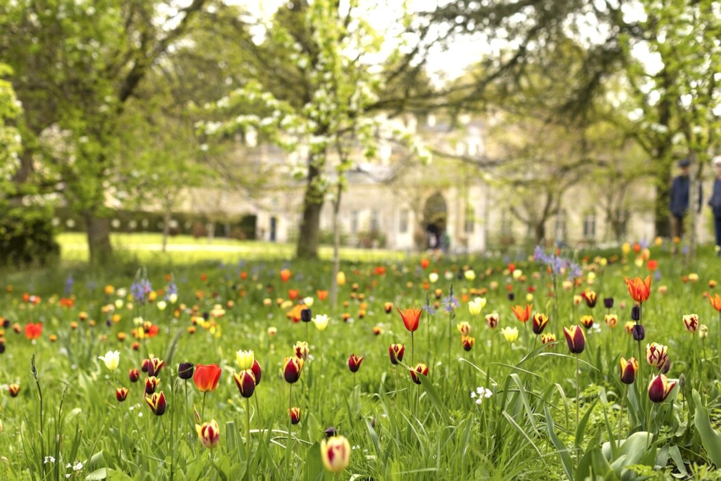 Multi coloured tulip meadow in the Orchard at Dyrham Park, Glouc