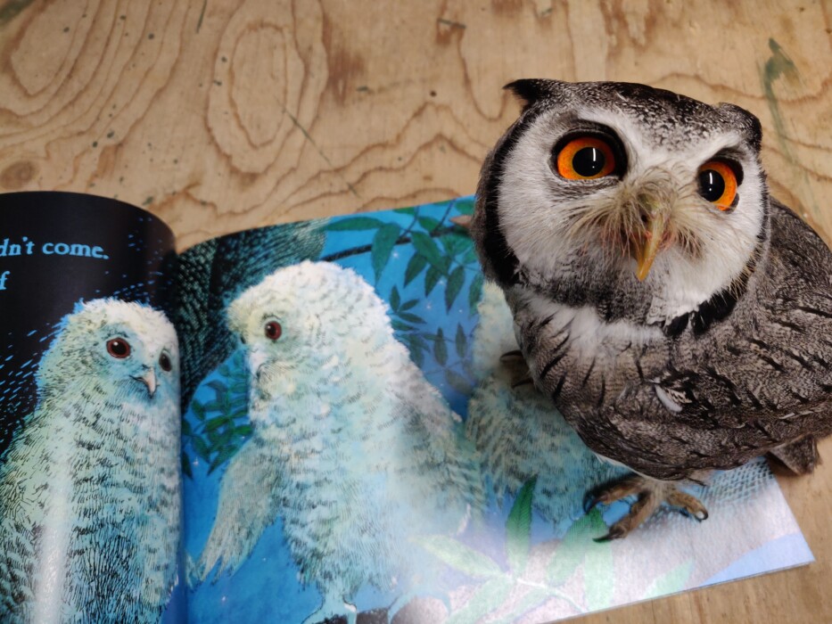 Storytime with Owls at the Bird of Prey Project