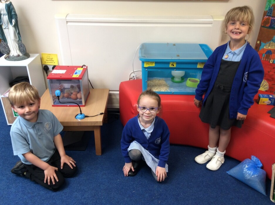 Pupils at St Benedict’s Catholic Primary School in Midsomer Norton watched chicks hatch live in class, bringing learning to life through a magical hands-on experience.