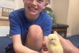 Pupils at St Benedict’s Catholic Primary School in Midsomer Norton watched chicks hatch live in class, bringing learning to life through a magical hands-on experience.