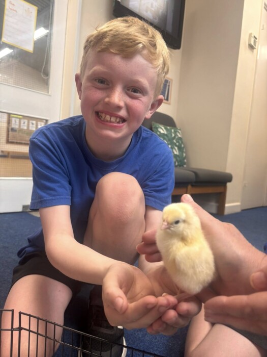 Pupils at St Benedict’s Catholic Primary School in Midsomer Norton watched chicks hatch live in class, bringing learning to life through a magical hands-on experience.