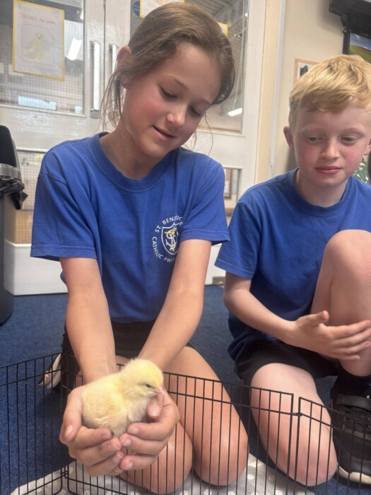 Pupils at St Benedict’s Catholic Primary School in Midsomer Norton watched chicks hatch live in class, bringing learning to life through a magical hands-on experience.