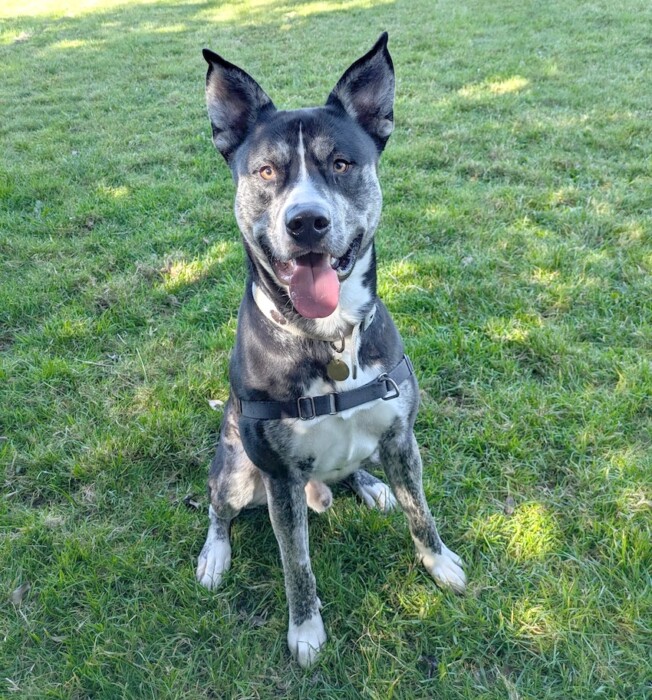 Bath Cats and Dogs Home says more adolescent cats and dogs are being surrendered as owners struggle with challenging teenage pet behaviour.