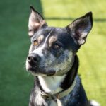 Bath Cats and Dogs Home says more adolescent cats and dogs are being surrendered as owners struggle with challenging teenage pet behaviour.