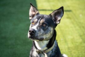 Bath Cats and Dogs Home says more adolescent cats and dogs are being surrendered as owners struggle with challenging teenage pet behaviour.
