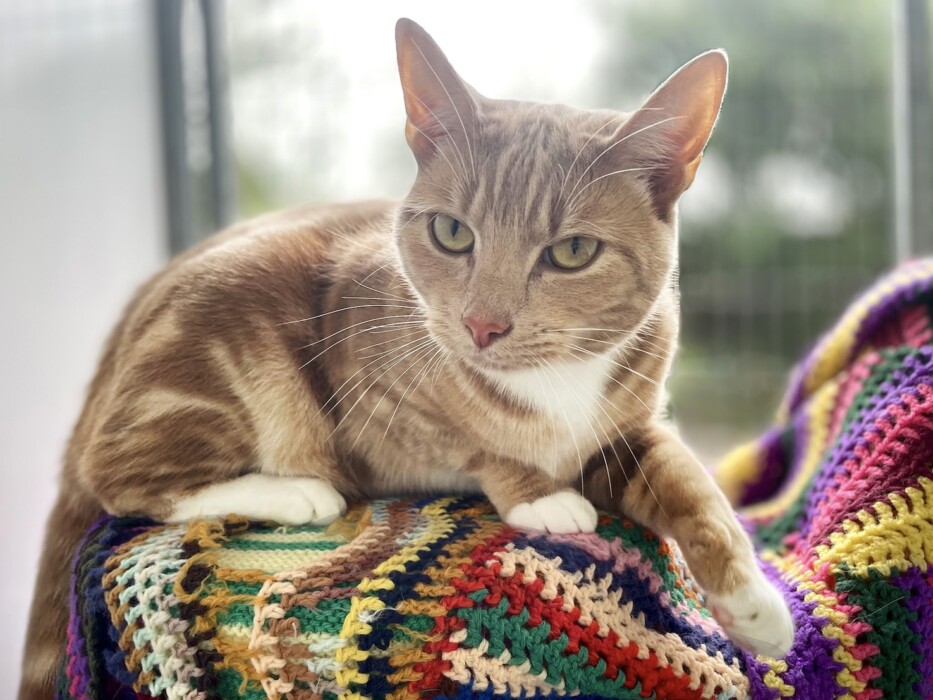 Bath Cats and Dogs Home says more adolescent cats and dogs are being surrendered as owners struggle with challenging teenage pet behaviour.