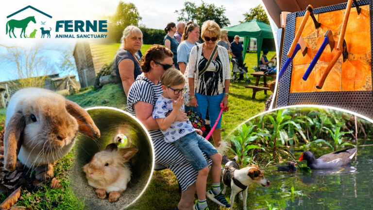 Ferne Animal Sanctuary near Chard is hosting a family-friendly Summer Fun Day fundraiser on Sunday 19 July, with countryside games, a treasure hunt, raffle, café and axe throwing.