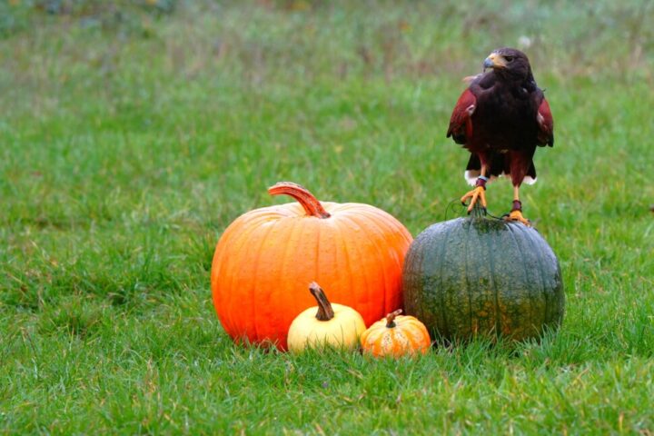 Halloween Haunted Hawks