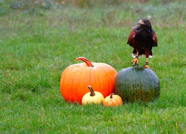 Halloween Haunted Hawks