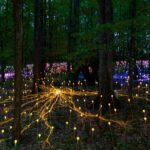 Dorothy House will mark its 50th anniversary with Moments of Light, a free immersive installation by internationally renowned artist Bruce Munro.