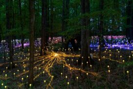 Dorothy House will mark its 50th anniversary with Moments of Light, a free immersive installation by internationally renowned artist Bruce Munro.