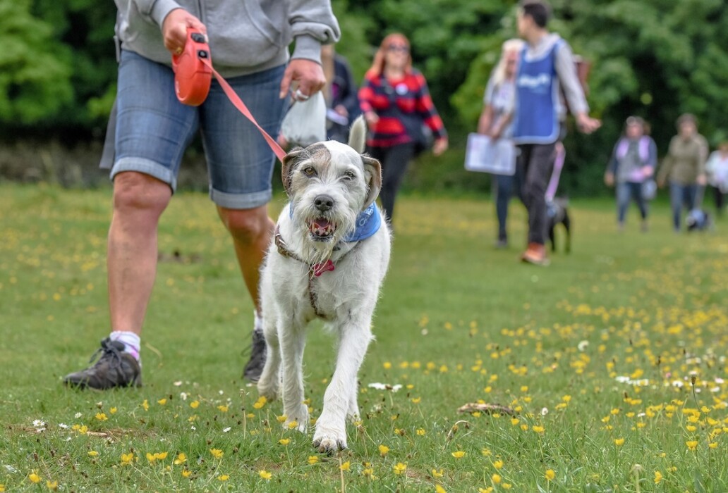 Join Bath Cats and Dogs Home’s Wag Walk on Sunday 27 September, with two family-friendly routes raising funds for rescue cats and dogs.