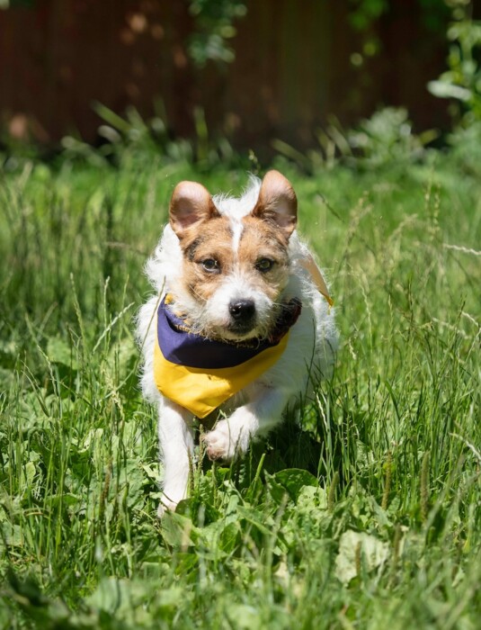 Join Bath Cats and Dogs Home’s Wag Walk on Sunday 27 September, with two family-friendly routes raising funds for rescue cats and dogs.