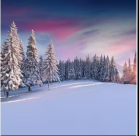 Screenshot 1 8 2026 11500 www.trioparadis.com