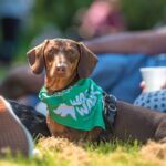 Join Bath Cats and Dogs Home’s Wag Walk on Sunday 27 September, with two family-friendly routes raising funds for rescue cats and dogs.
