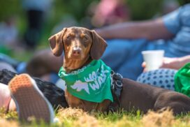 Join Bath Cats and Dogs Home’s Wag Walk on Sunday 27 September, with two family-friendly routes raising funds for rescue cats and dogs.