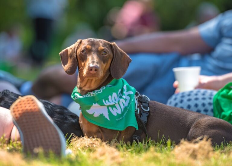 Join Bath Cats and Dogs Home’s Wag Walk on Sunday 27 September, with two family-friendly routes raising funds for rescue cats and dogs.