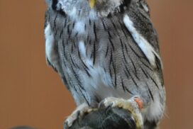 Bird or Prey Project owl