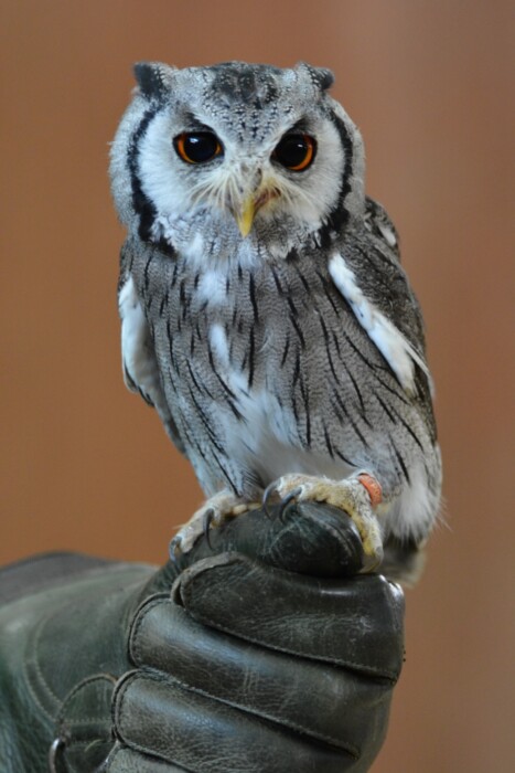 Bird or Prey Project owl