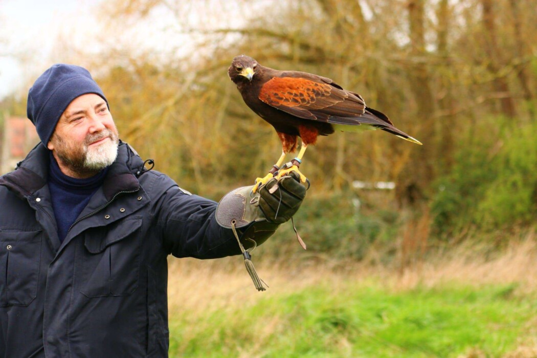 Haunter Hawk Walk The Bird of Prey Project